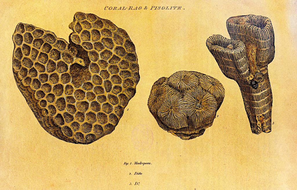 skooldog's tweet photo. @NHM_London @NHM_Science Lwr L is from Coral Rag (U.Jurassic) Isastraea explanata shown L in #WmSmith plate http://t.co/0Pkcu7cAXY