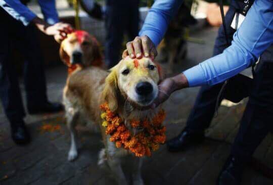 monde_biodi's tweet photo. Au Népal, un festival honore l'amitié particulière entre les chiens et les humains
La Chine, prenez exemple. http://t.co/Gz4T2MuJbx