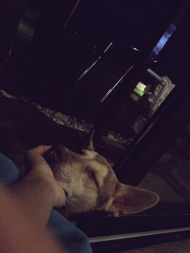 von_ladhey's tweet photo. Sayang this dog until he literally fall alsleep in my hand just outside the balcony😂🐾 http://t.co/vpYUAMcLKD
