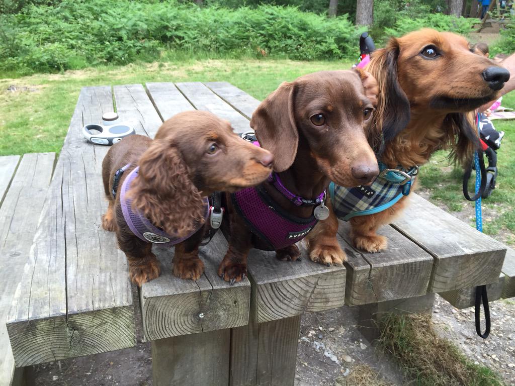 DachshundOtto's tweet image. Fab walkies in the woods this morning with @ediesausage and of course we posed for photos at the end! 🐾🐾😀