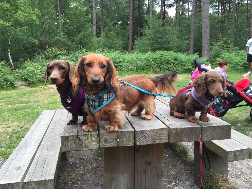 DachshundOtto's tweet image. Fab walkies in the woods this morning with @ediesausage and of course we posed for photos at the end! 🐾🐾😀
