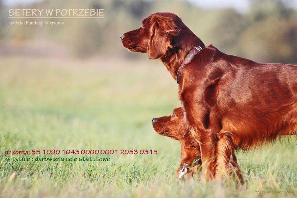 PomocSeterom's tweet photo. Tak ladniej, letniej :) kolorowo :)
@PiesBerek @PieswWarszawie @piesologia @mojpies_com @Kocham_pieski @Psiolubni http://t.co/2sUC0ZEy1f