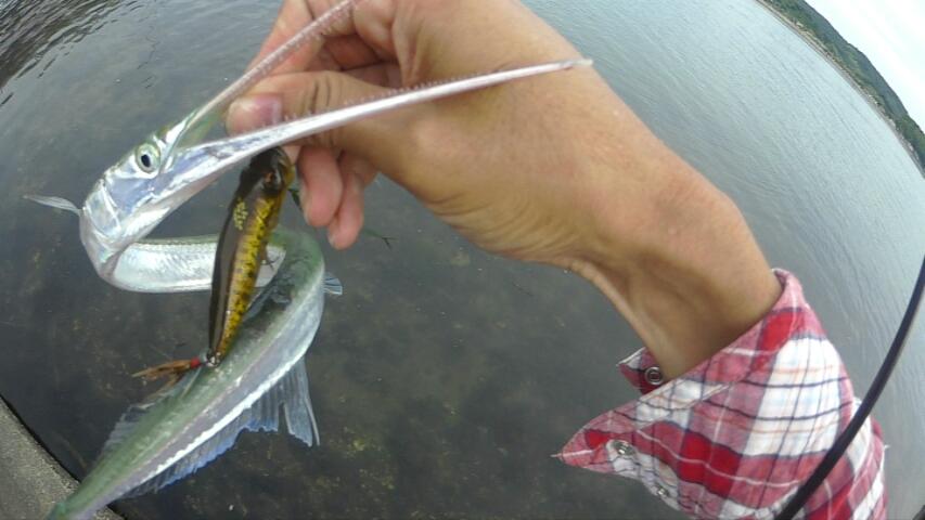 かんた Akirafishing ダツが首元に突っ込んできて死んでしまったというような事故まであったらしいですよ