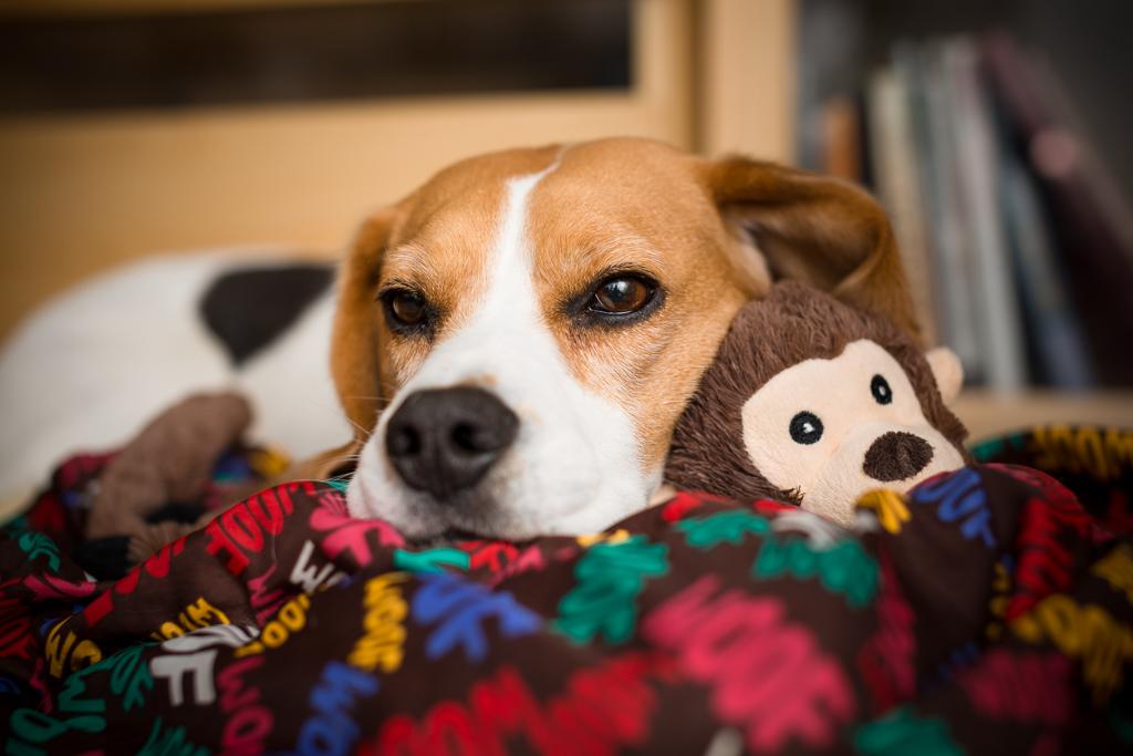 Beanie's latest medical misadventure comes to a happy but costly conclusion: fourleggedpal.com/2015/06/26/thr…