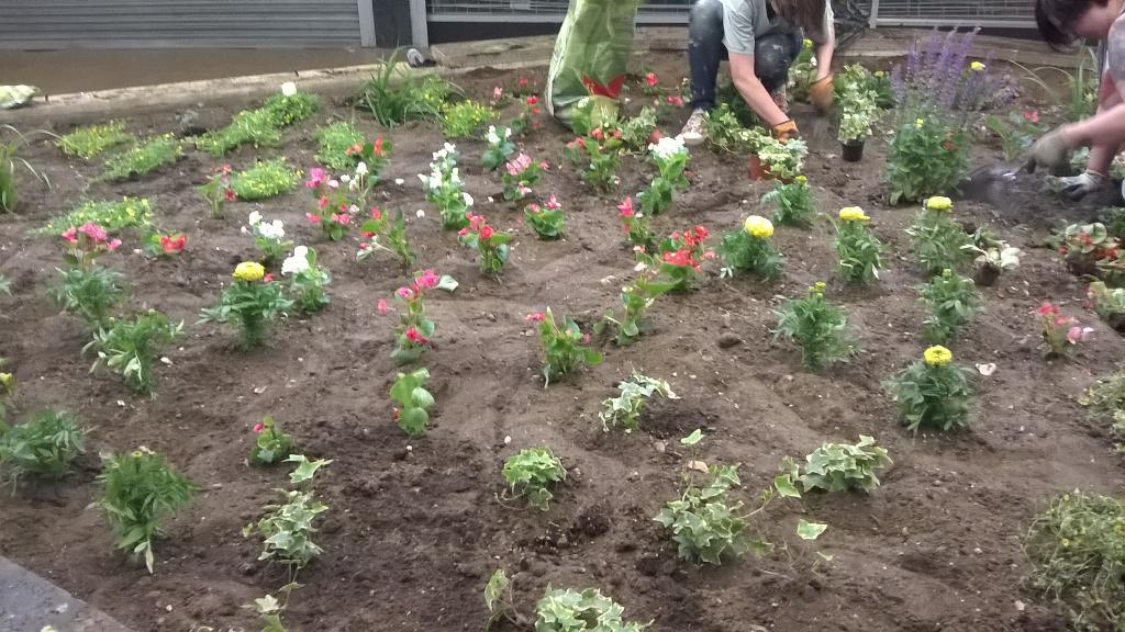 #Croydon SGW planter being greened