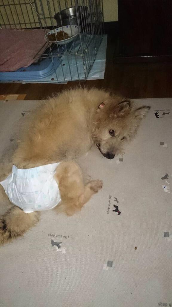 mzionr's tweet photo. @kazupupupu1: “@hiroyo314: 福岡県京都郡犀川町の自宅からいなくなった老犬、目も耳も不自由です。首輪有り、中型犬紙オムツをしています。どんな些細な情報でも構いません。よろしくお願いします。 http://t.co/Czq9NUdmDs”😢無事でいてくれー