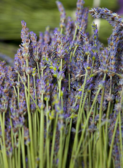 DAMPhotoandArt's tweet image. New artwork for sale! - "Lavender" - fineartamerica.com/featured/laven… @fineartamerica