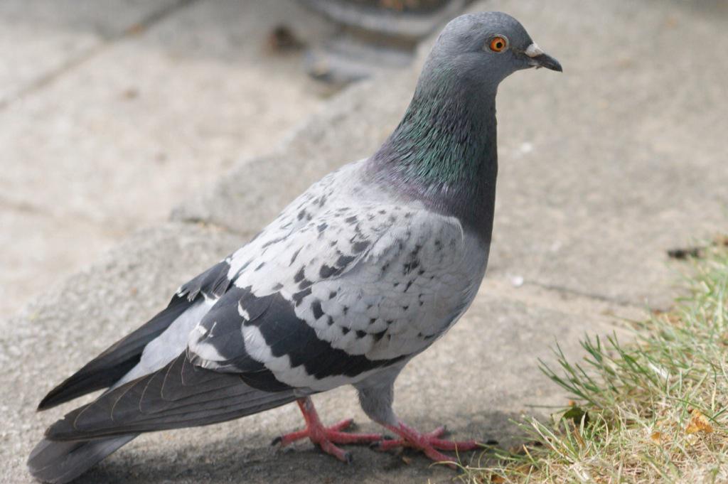 PigeonJon's tweet photo. My Before and After Glastonbury Pictures. Yep. Because I didn't Fucking Go. http://t.co/7rhoj0BoOA