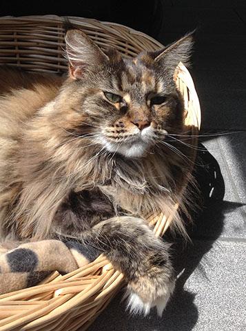 tagesrune's tweet photo. I'm the sister of the rune - coonie. We are both four years old.
#cats #mainecoons #fun #mainecoon http://t.co/8fkJClvv8F