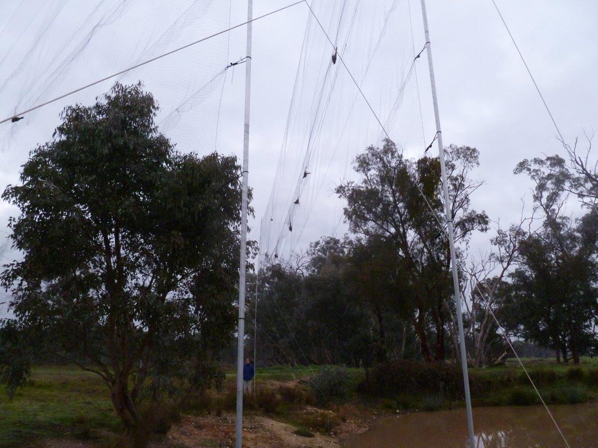 hihinews's tweet photo. Project Recapture15 transmitters on regent honeyeaters. Well done! @tarongazoo @BirdlifeOz &amp; @gemltaylor @ZSLScience http://t.co/veyYRahkKZ