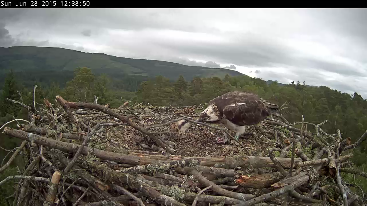 Katrine's chick had a good feed earlier during a break in the rain!
