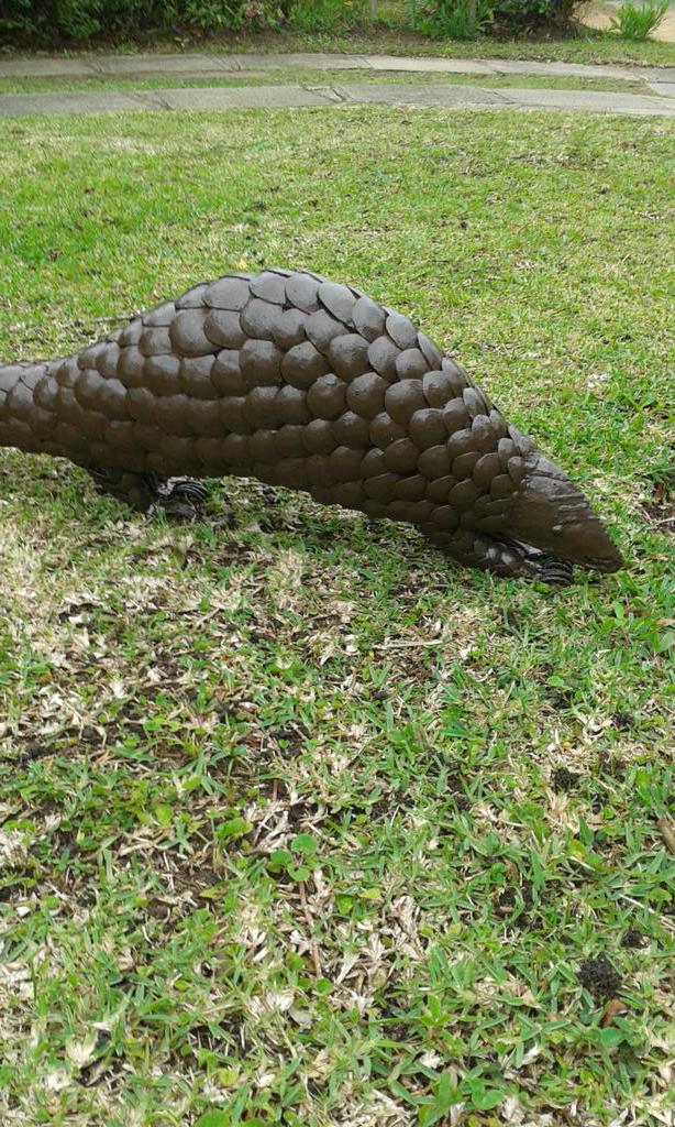CollierMaree's tweet photo. @5050TV never disappoints Gold stars for #5050Bio Not the real thing, my Pangolin made of discs cut from a metal drum http://t.co/CHBrwds9Qr