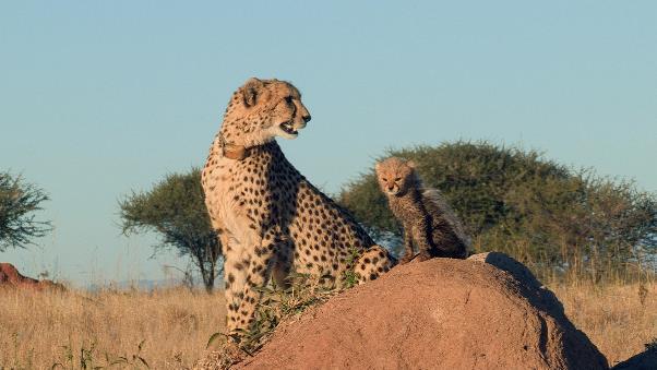 5050TV's tweet photo. "Tragedy is the currency of the wild" :( #5050Bio @SABC3 http://t.co/JXmaeMSEFZ