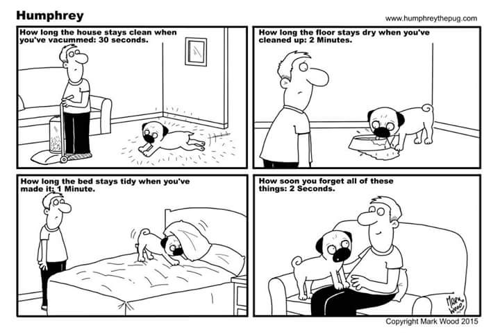 DenathePug's tweet image. 