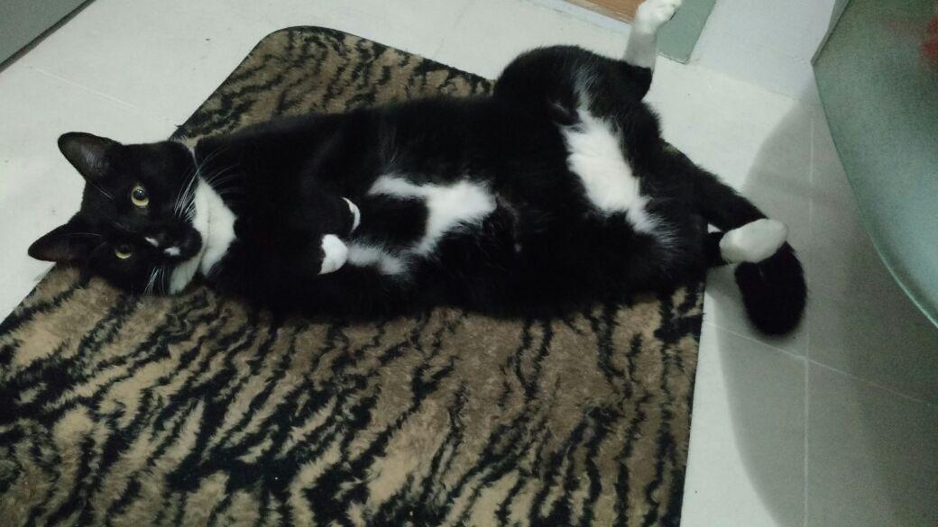 brasil_ima's tweet photo. #Rio Ajude a encontrar um lar para esse lindo gatinho. Ele tem 1 ano, foi castrado e é muito dócil. #gato #adote http://t.co/k4GP8OWd1q