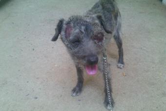 Ayúdanos a encontrar a los 👿👹💀 que le dieron una paliza (perdió un ojo) en Villanueva de #Córdoba
#SEPRONA 062