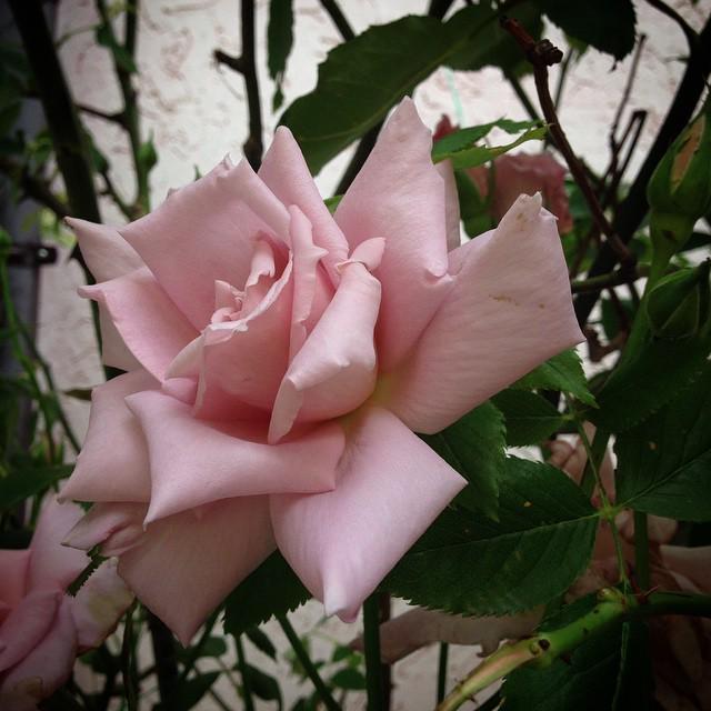 InstaYevpatoria's tweet image. Доброго вечера #вечердобрый #полуостров #крым #евпатория #выходныетакиевыходные #воскресное #цветочкицветуечки #роз…