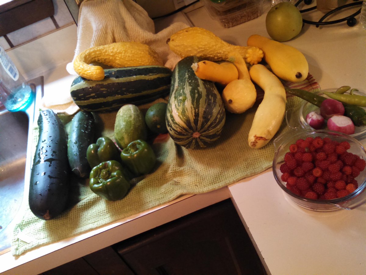 CJCox10's tweet photo. Squashapalooza has begun!!. The garden is going in to over drive.... http://t.co/6akmEvUArE