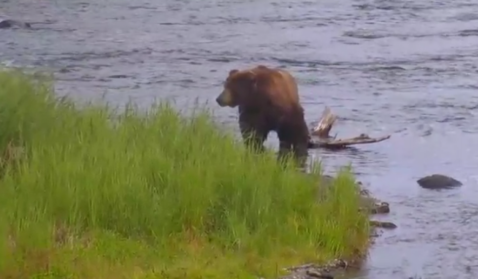 Beloved Alaskan Bear livestream up and running once again bit.ly/1BZ2jd2