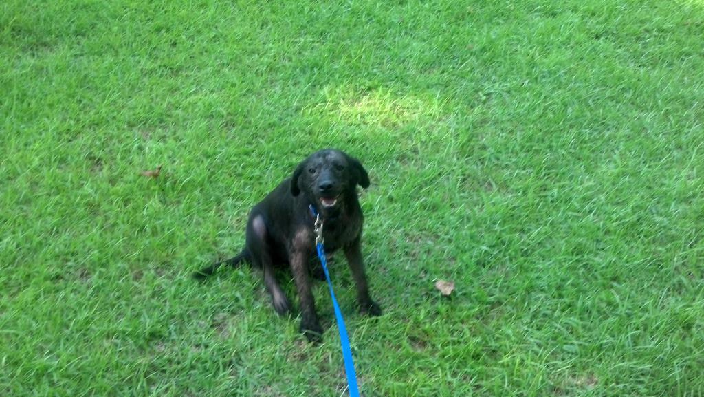 coachcurd's tweet photo. 2 yrs ago we found this girl living here. Now she gets chauffeured around. happy 2nd #Foreverhomeday  #adoptapet http://t.co/KrAILWNiiO