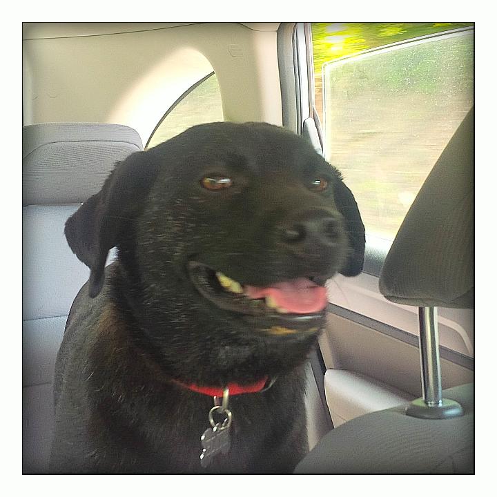coachcurd's tweet photo. 2 yrs ago we found this girl living here. Now she gets chauffeured around. happy 2nd #Foreverhomeday  #adoptapet http://t.co/KrAILWNiiO