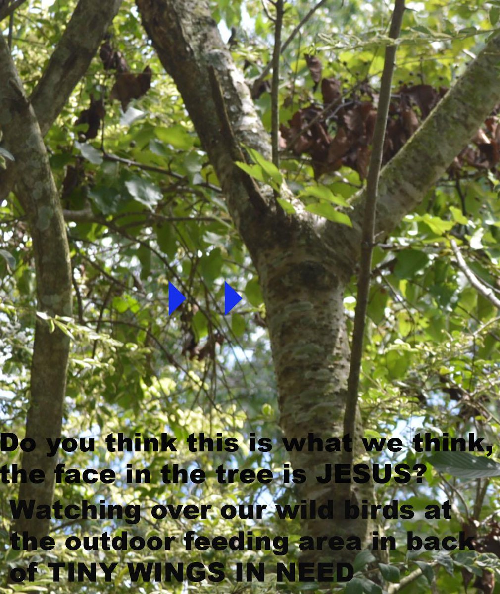 BeakerlikesWhat's tweet photo. Thoughts?
Sometimes eyes seem to:
Look straight ahead
Look to the left when facing
Looks as if eyes closed
@kooka64 http://t.co/GEPg4BMZJ8