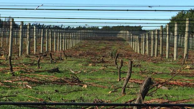 NZStuff's tweet photo. Ripping out 25,000 healthy vines a lesson for whole NZ economy: winemaker http://t.co/N2vqhZC2xl http://t.co/LZstrIkobw