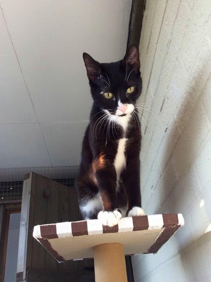 LincolnCats's tweet photo. New home for Felix the cat after successfully being re-homed 😺 https://t.co/ITWX1nU98M http://t.co/Ld05gFGXdU