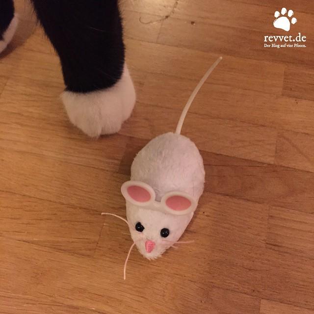 Revvet_de's tweet photo. Catbug.😄 #hexbug #hexbugs #petbug #petbugs ##cattoy #cattoys #katzenspielzeug #catbug #catbugs #cat #cats #catconte… http://t.co/AiTKN0OAq2