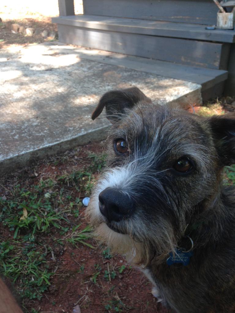 neosollibrarian's tweet image. Mascot #simpledog