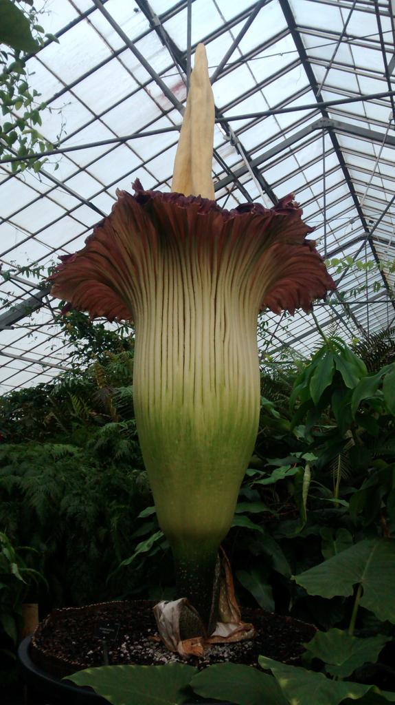 scubeydo's tweet photo. Well done to all RBGE staff who volunteered to show off 'new reekie' this weekend. Superb job. http://t.co/34mDberuhN
