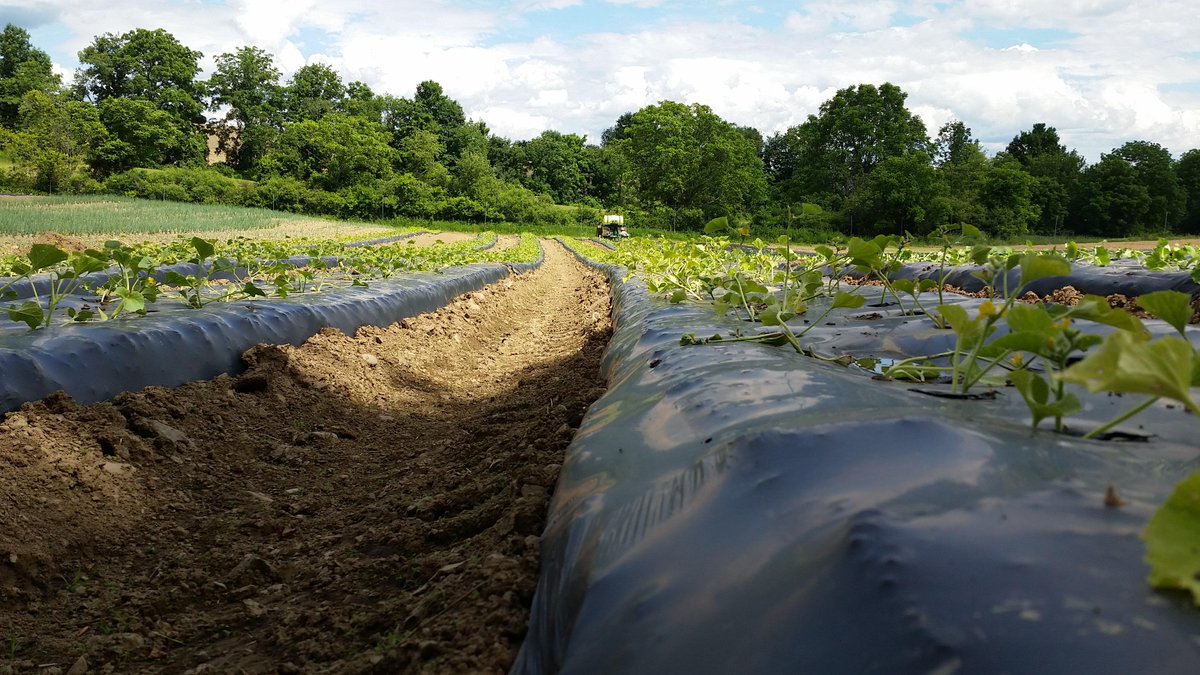 WindflowerFarm's tweet photo. A nice heavy rain last night, those squash transplants on friday are going to be very happy. http://t.co/lvFnwIeqQ1