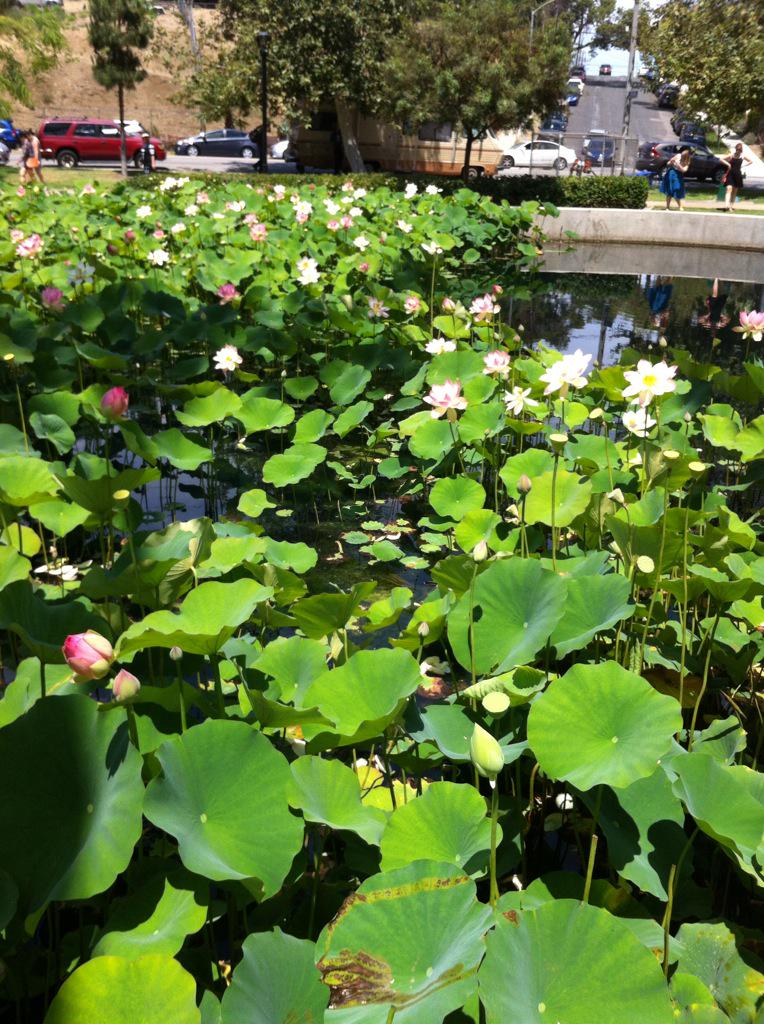 longhandnotes's tweet photo. Leaving half the pond
Free, yields twice as many sights
Of some lotuses

#haiku #FormIsEmptiness #Lotus #reflection http://t.co/pB3Vlr3yXu