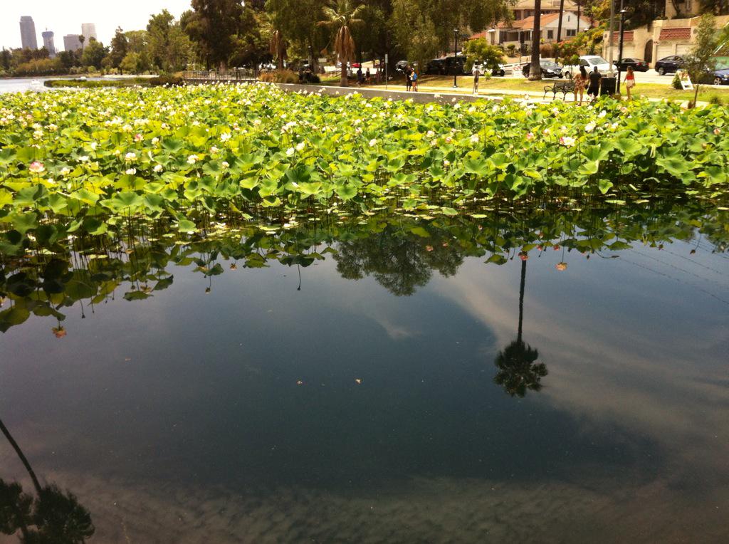 longhandnotes's tweet photo. Leaving half the pond
Free, yields twice as many sights
Of some lotuses

#haiku #FormIsEmptiness #Lotus #reflection http://t.co/pB3Vlr3yXu