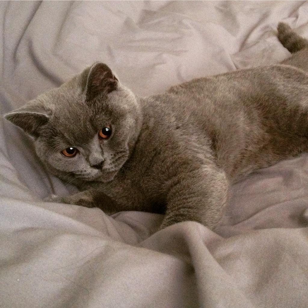 lundyBSH's tweet photo. @Robynne_Calvert: @RSPCA_official #petparentkit my 5 month old #britishshorthair kitten Lundy! http://t.co/I7DGu7BMKS