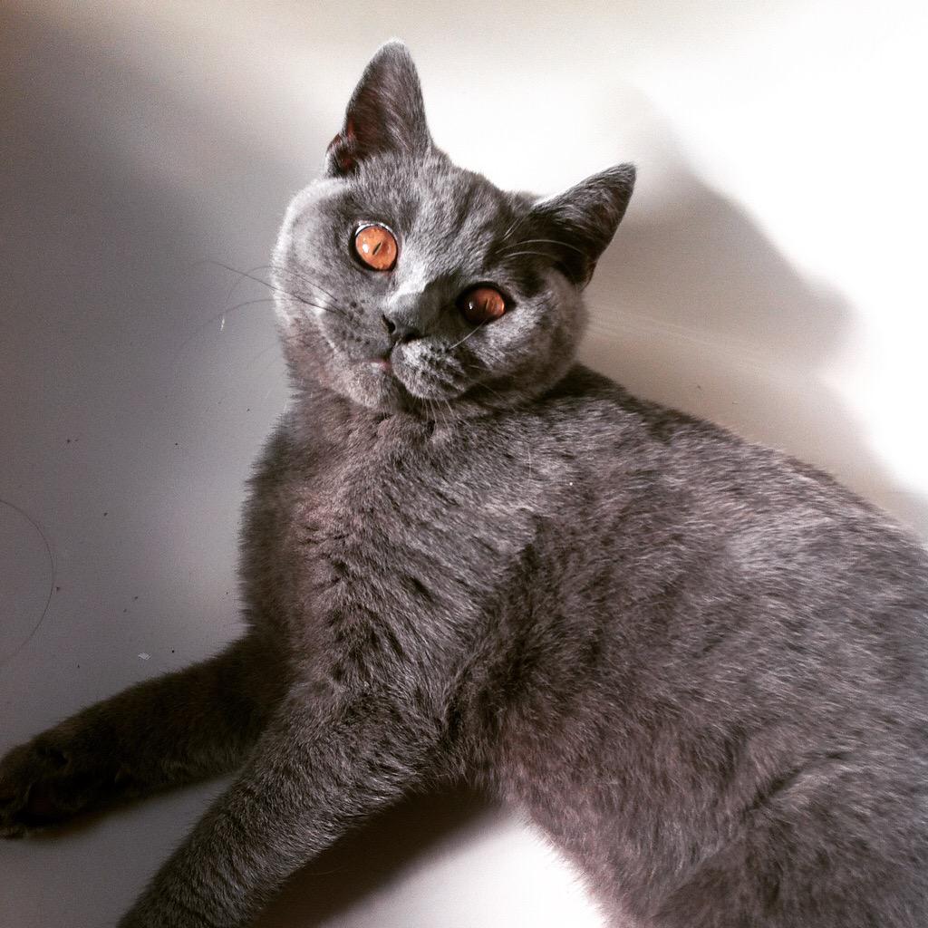 lundyBSH's tweet photo. @Robynne_Calvert: @RSPCA_official #petparentkit my 5 month old #britishshorthair kitten Lundy! http://t.co/I7DGu7BMKS