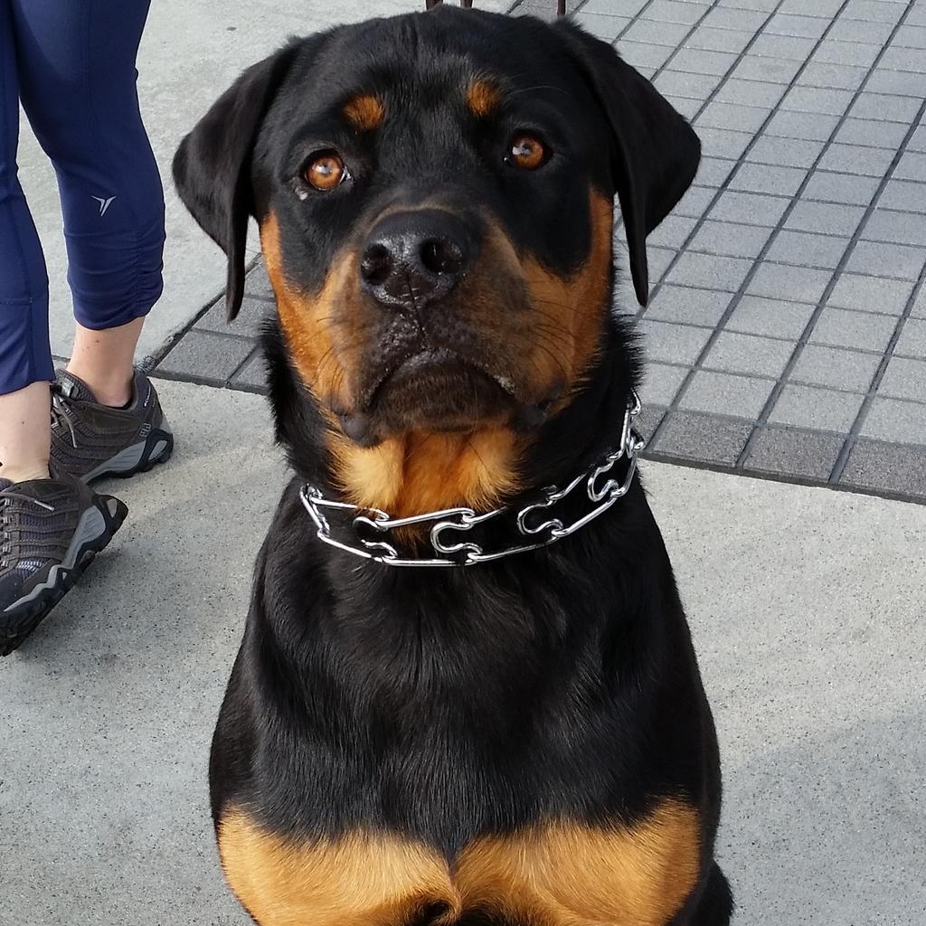 BacchusWineMB's tweet photo. Love this #rottie. Always a good time when she visits #dogsofbacchus #dogoftheday #bestregulars #puppy http://t.co/UN37MMEl3u