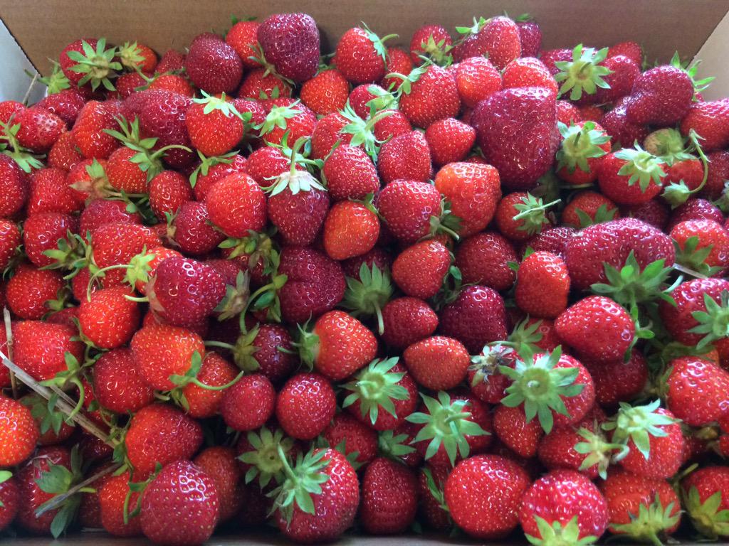 vtricker's tweet photo. @MarkJWestpfahl #Summerbingo!  We were right on your tail Westy. Berries and waterfalls. #Hastings. #rivertown http://t.co/ZQQwFOisoS