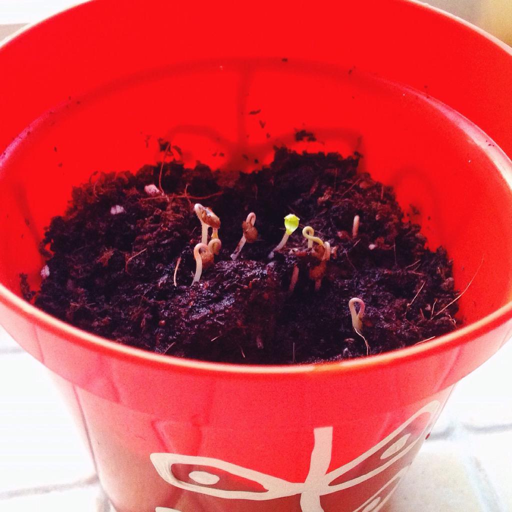 missiecindz's tweet photo. Put your mind into doing something and watch it grow! #positivethinking 

Pepper shoots coming up after just 4 days 🙌 http://t.co/HxZWhYTidv