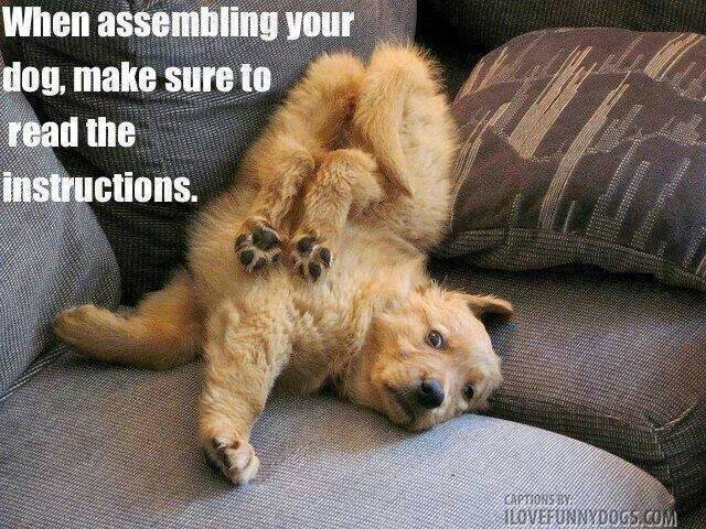 HumorMemesEnt's tweet image. When Assembling Your Dog Make Sure to Read the Instructions - highmack.com/when-assemblin…