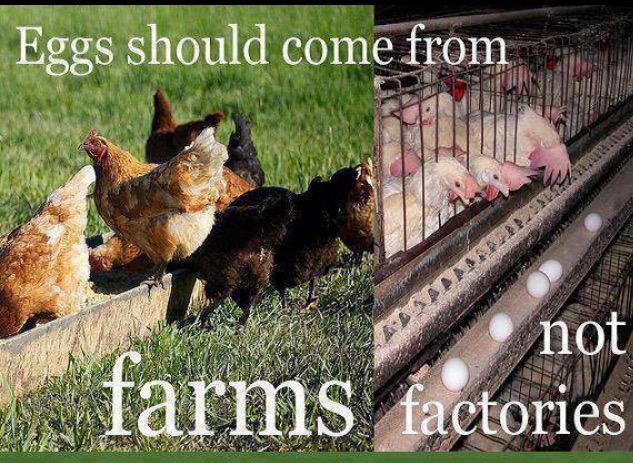 ballyholeyfarm's tweet image. Agree!? #ballyholeyhens #wanderfree #realfarm #farmtofork #donegal