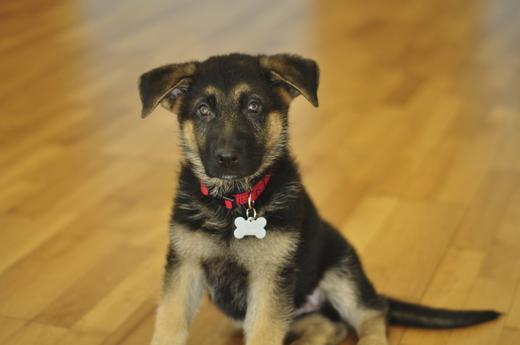 Petco's tweet photo. Is your pet's ID tag updated?  This is one of the easiest ways to help prevent a lost pet. #DidYouKnow #4thofJuly http://t.co/O3fEGymJwE