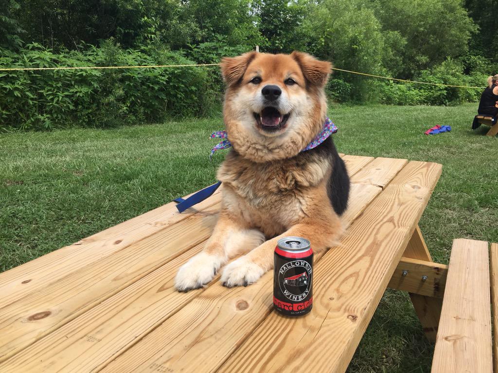 indybrewdog's tweet photo. I was at @mallowrun today checking out the new hard cider. Perfect weather for a hairy dog! #SnicksPicks http://t.co/zfOMyhY9em