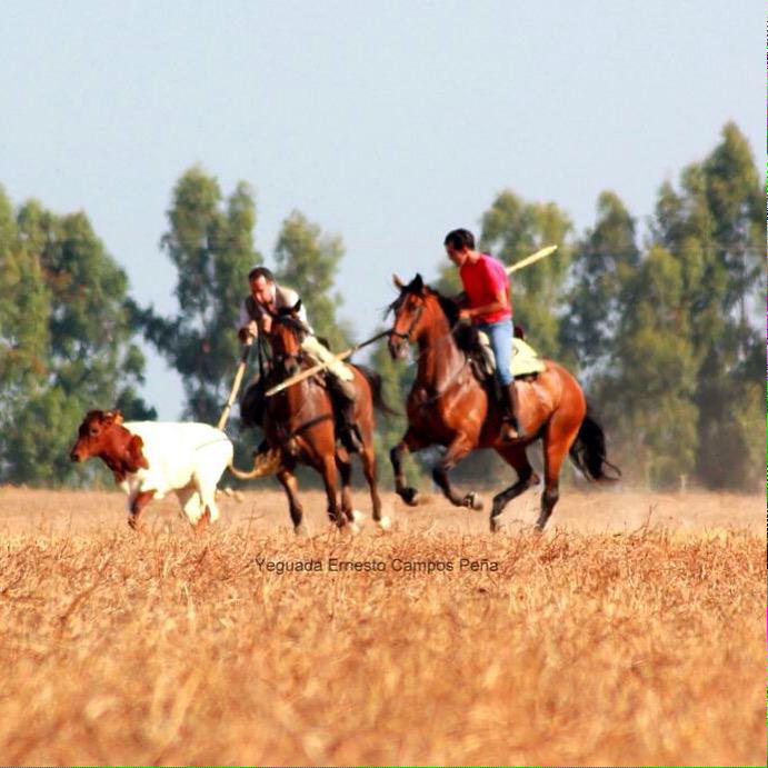 Ya empiezan los potros ECP a derribar...