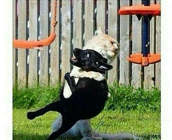 DawnZpost's tweet photo. “@SonnyAngeles: @DawnZpost When my friend is drunk and wants to talk to their ex https://t.co/q1SrOpPY51”

LOL😹 Good Monday morning Tweeps!