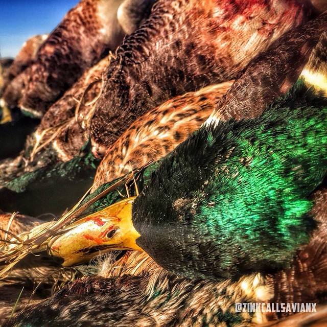ZinkCallsAvianX's tweet photo. Day dreaming about #Greenheads! #ZinkCallsAvianX #WaterfowlHunting http://t.co/BlvXgHDCON