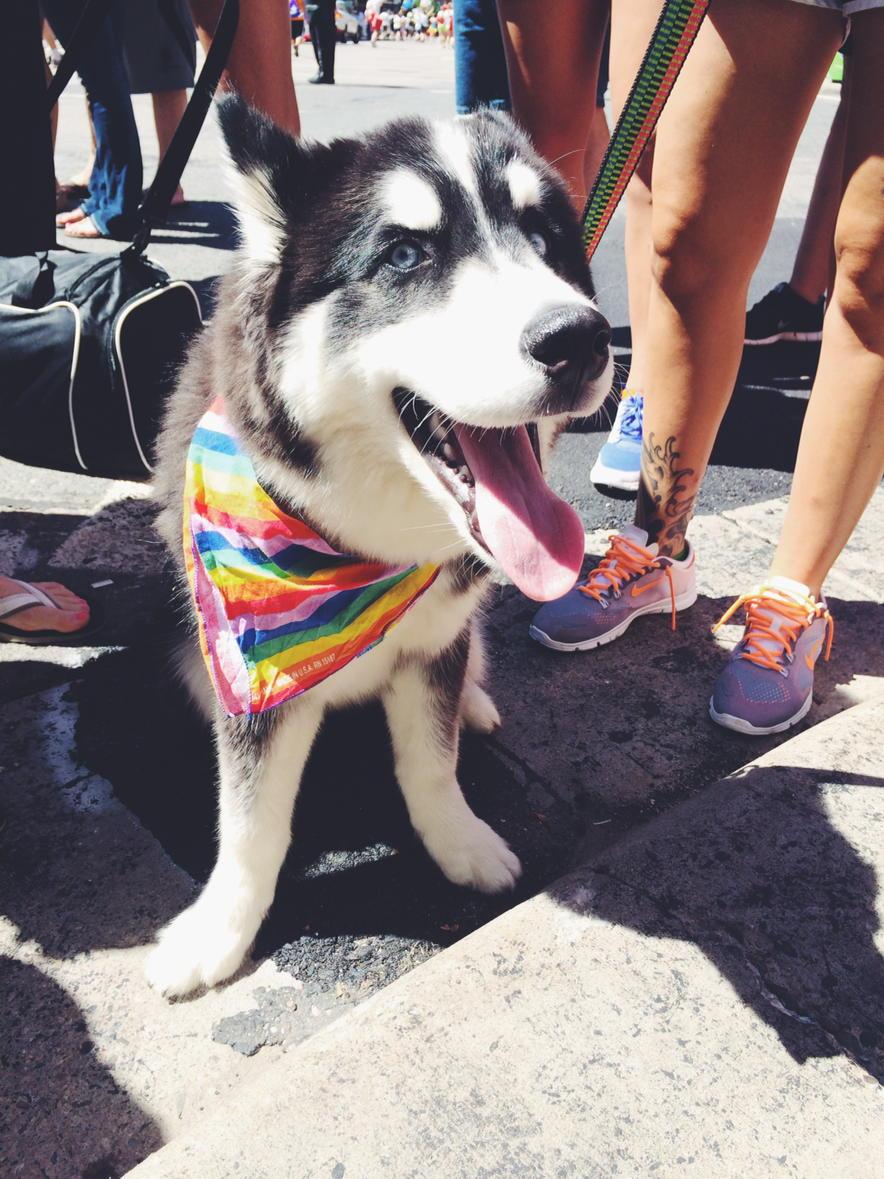 ROMPMagazin's tweet photo. Show your pride #lovewins #dogsofpride #dogsoftwitter #gblt http://t.co/p0cdxpKbqj