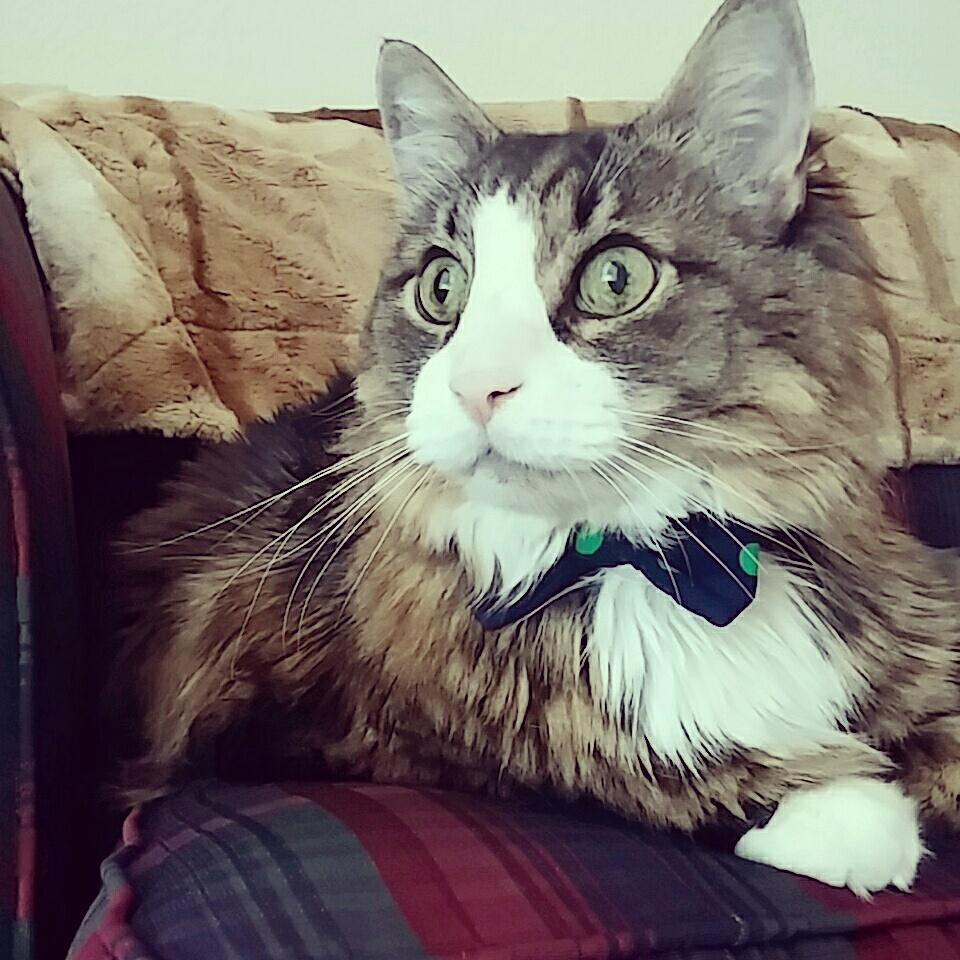 Shirl_33's tweet photo. Happy Sunday! Oliver wearing his bowtie while birdwatching #sharpdressedcat πΈ http://t.co/h9MAu98DI7