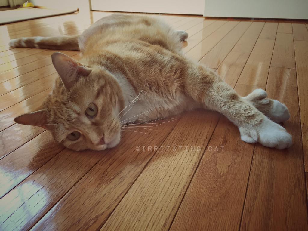 Irritating_Cat's tweet photo. no box for #CatBoxSunday😿 so had to settle for the floor. #MyThumbs #MegaMittens #HemmingwayCat #GingersCatsOfTwitter http://t.co/9TwFcueDaU