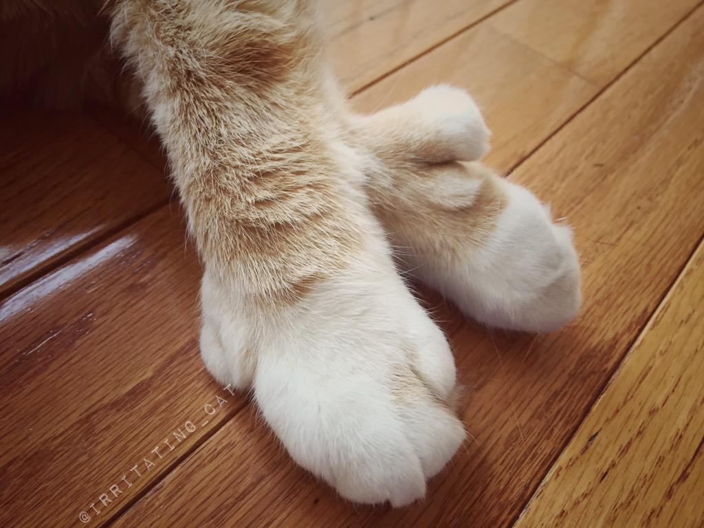 Irritating_Cat's tweet photo. no box for #CatBoxSunday😿 so had to settle for the floor. #MyThumbs #MegaMittens #HemmingwayCat #GingersCatsOfTwitter http://t.co/9TwFcueDaU